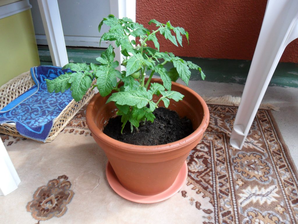 tomatplanta
